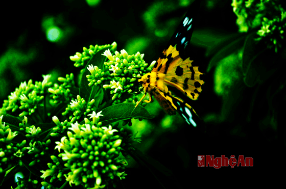 Trong những sinh vật đem lai sự quyến rũ cho Song Ngư Sơn là một loài bướm khá lớn, sải cánh dài chừng 7 - 10cm.