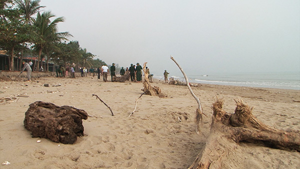 Bãi biển Nghi Thu nhiều rác thải và gốc cây...