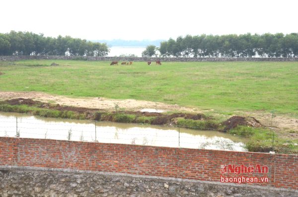 Công ty TNHH Lam Hồng tại xã Hưng Hòa (TP. Vinh) trở thành bãi chăn bò.