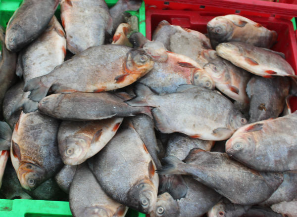 Tại chợ cảng cá này, người dân thỏa sức lựa chọn những mẻ cá tươi ngon, quà tặng từ biển cả