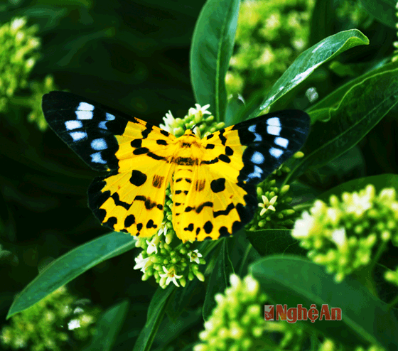 Bên cạnh đó, trên cánh bướm có điểm xuyết các chấm đen (trên nền vàng sáng), chấm trắng trên nền xanh lục. Phải công nhận tạo hóa đã tạo cho loài bướm này một hòa sắc tuyệt đẹp trên thân thể