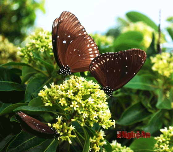 Ngắm nhìn loài bướm trên Song Ngư Sơn, luôn đem lại cảm xúc thư thái, dễ chị cho du khách.