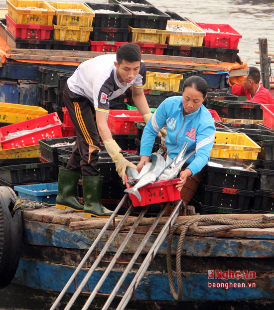Cá được đóng vào từng sọt nhựa để dễ dàng chuyển từ thuyền xuống rồi bốc lên xe.