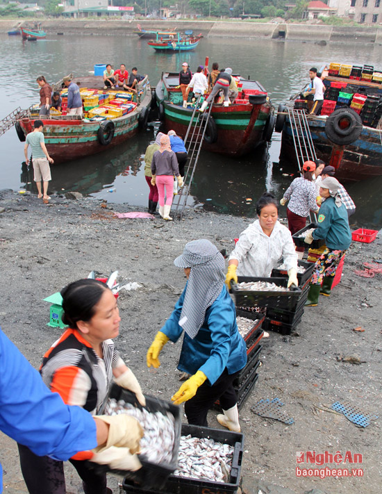Những thương lái nhỏ xếp thành hàng dài, chung tay chuyển cá xuống để bán.