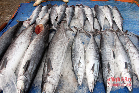 Những con cá thu to hàng chục kg được bán tại chợ, chủ yếu dành cho khách du lịch.