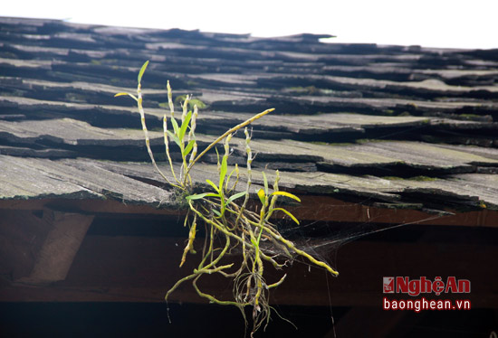 Cây phong lan tạo thêm cho vẻ đẹp của những mái nhà được lợp bằng gỗ.