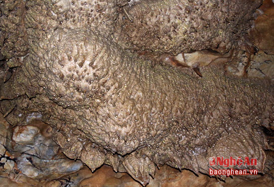 Những chú rết hóa thạch đang bò trong hang.