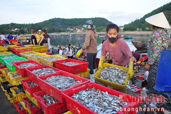 Rất nhiều loại cá được phân loại ngay tại bến. Những ngày này, hoạt động đánh bắt, thu mua hải sản ở Cửa Lò vẫn diễn ra bình thường. Các loại hải sản được khai thác từ vùng biển này luôn tươi nồng hương vị biển, thu hút khách du lịch.