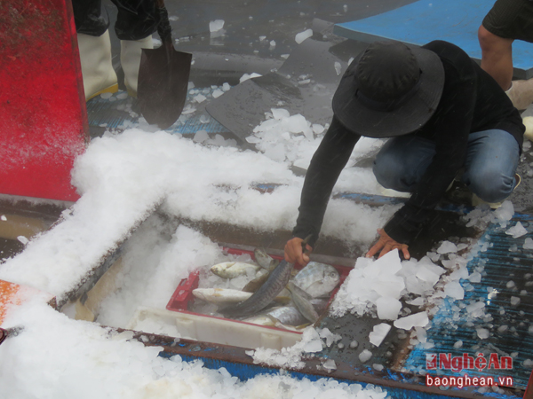 Những con cá biển tươi rói dự trữ trong khoang lạnh được đưa ra để chế biến cho bữa ăn trưa.