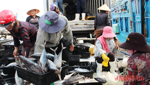 Cá về trên Cảng Cửa Hội là nguồn nguyên liệu dồi dào, tươi ngon cho nghề chế biến thủy hải sản ở Cửa Lò