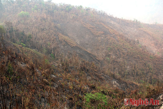 Sau đợt cháy kéo dài, rừng Na Ngoi (Kỳ Sơn) trở nên tan hoang