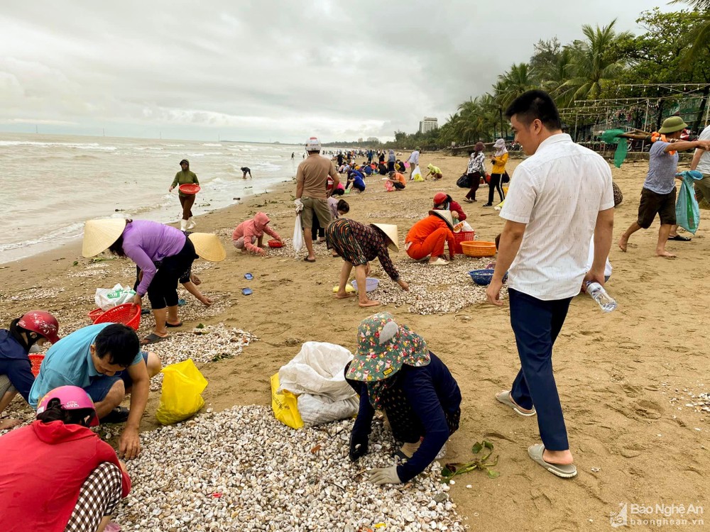 Người dân Cửa Lò đổ xô nhặt ‘lộc biển’ sau mưa lớn ảnh 1