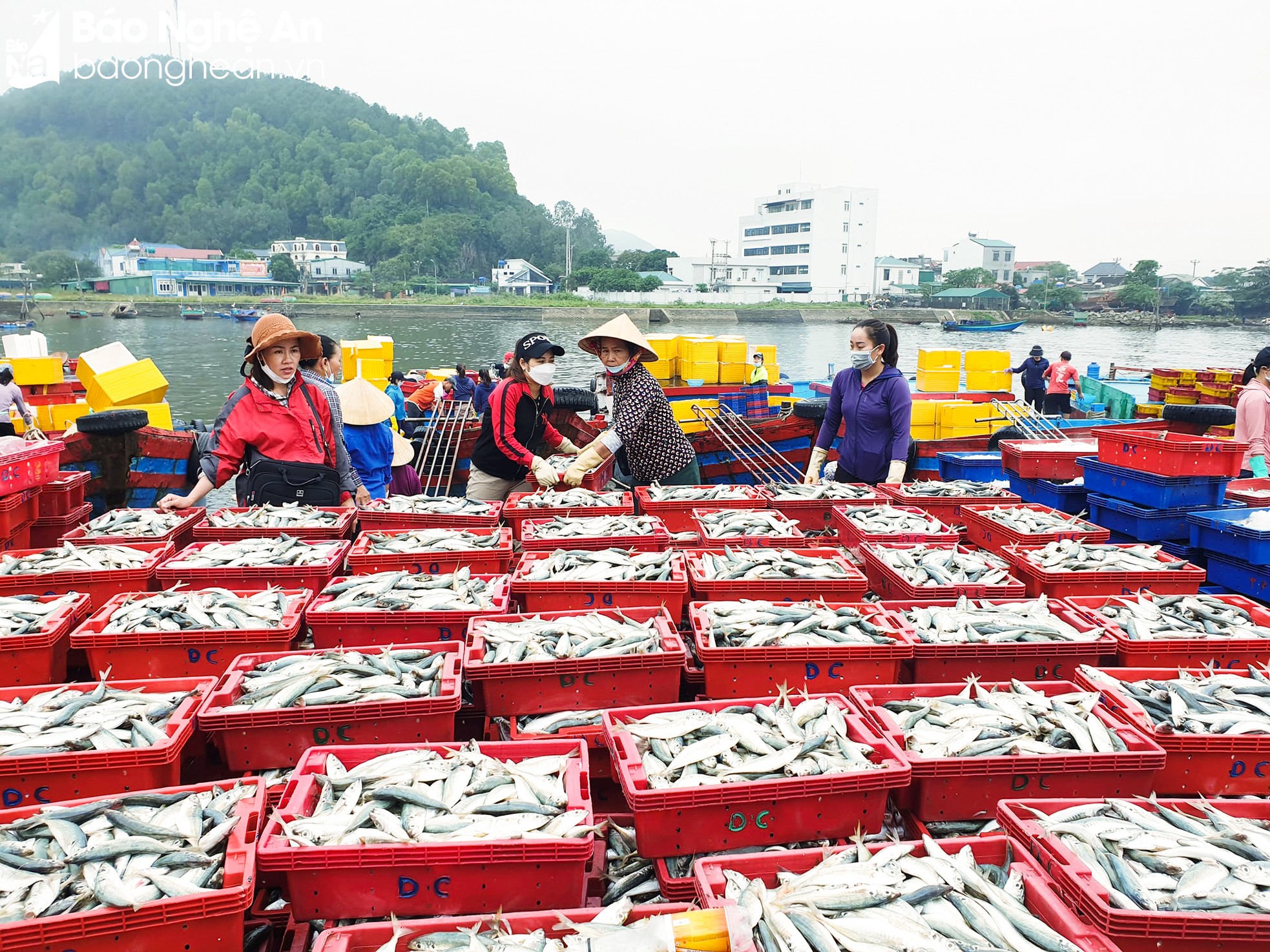 Nghệ An: Vào mùa du lịch, hải sản bắt đầu 'nhích' giá ảnh 1