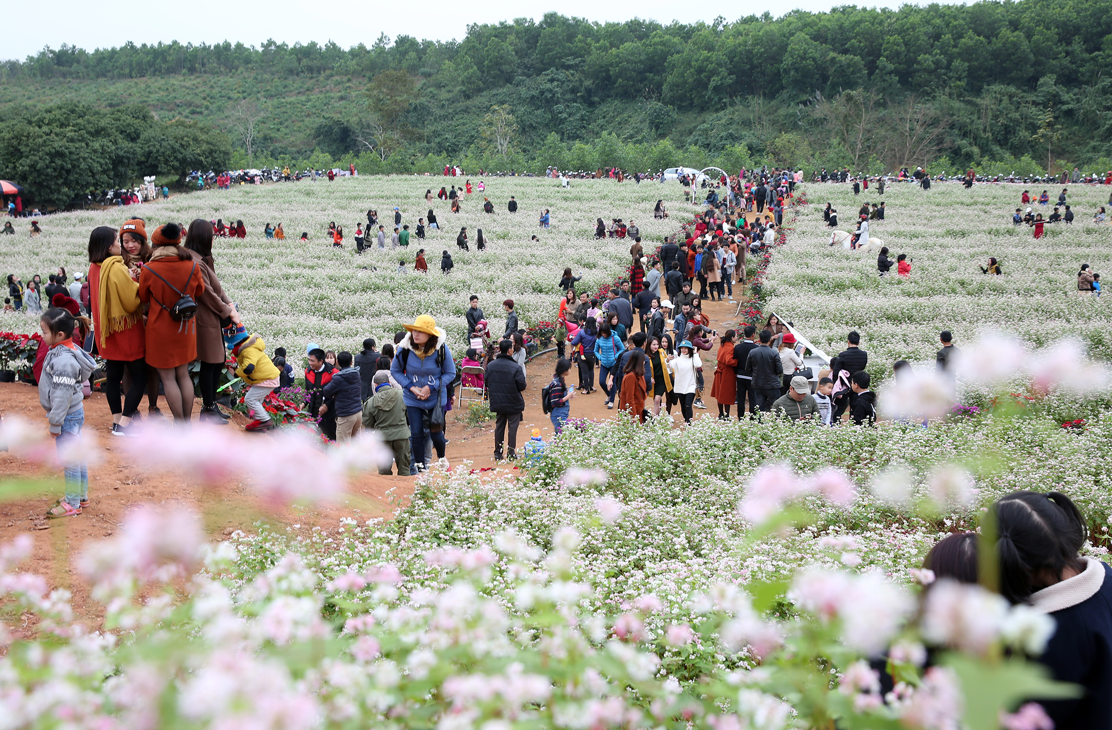 Thung lũng hoa tam giác mạch ở huyện Nghĩa Đàn.