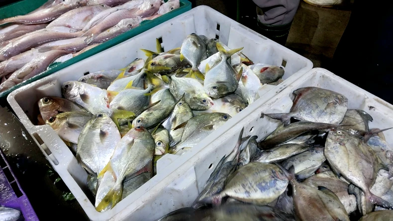 Nhộn nhịp chợ bến cá nổi tiếng ở Nghệ An lúc gà gáy ảnh 7