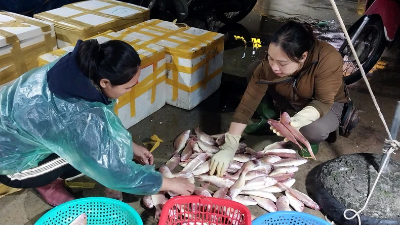 Nhộn nhịp chợ bến cá nổi tiếng ở Nghệ An lúc gà gáy ảnh 5