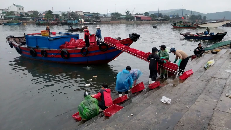 Nhộn nhịp chợ bến cá nổi tiếng ở Nghệ An lúc gà gáy ảnh 15