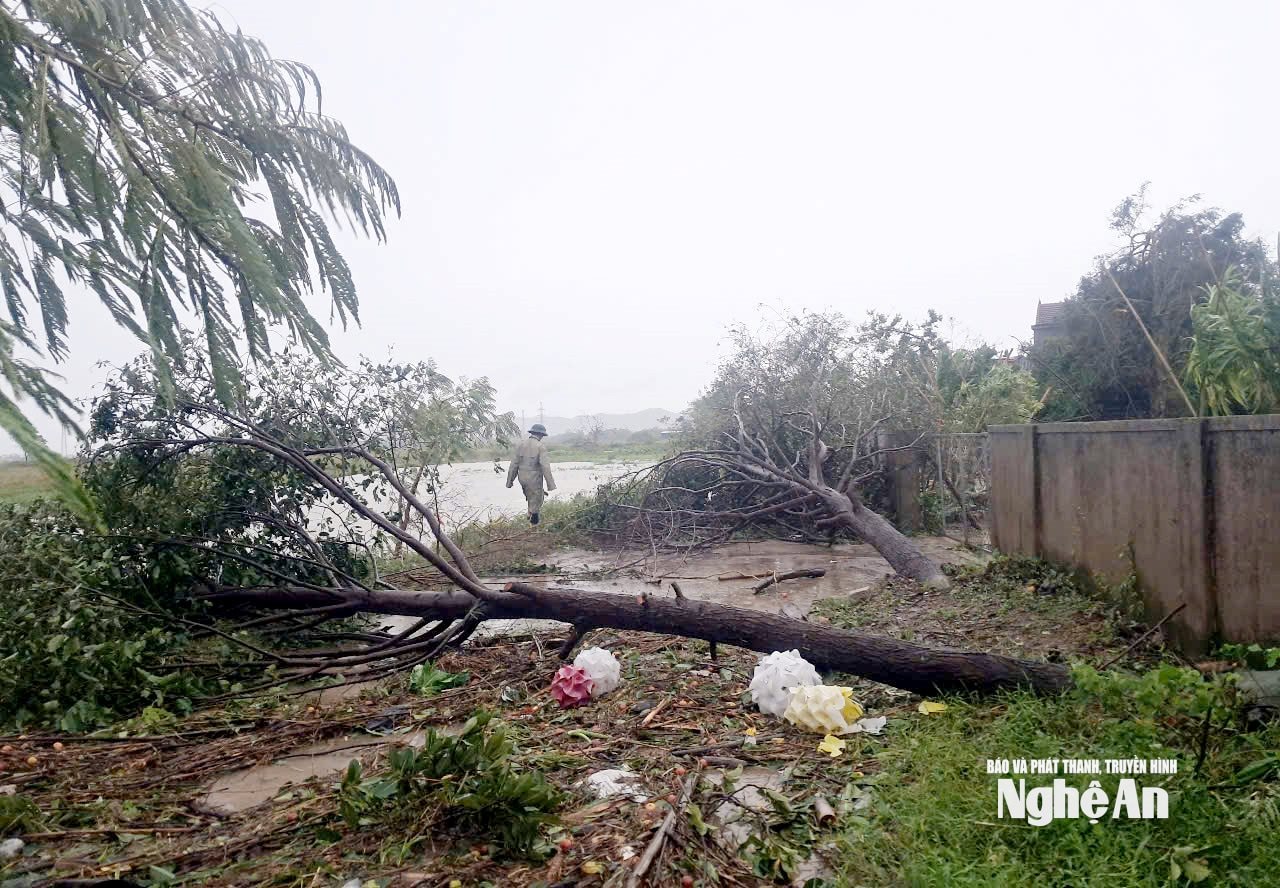 Đêm qua (25/8), bão số 5 đổ bộ gây ra nhiều thiệt hại cho người dân xã Lam Thành. Hầu hết các tuyến đường cây cối đều gãy đổ, gây ách tắc giao thông. Ảnh: Công Kiên